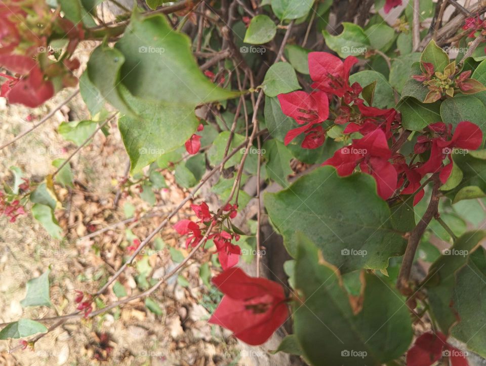 red flowers