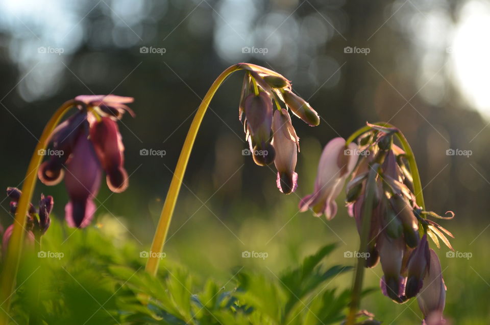 Spring flowers in the sunlight