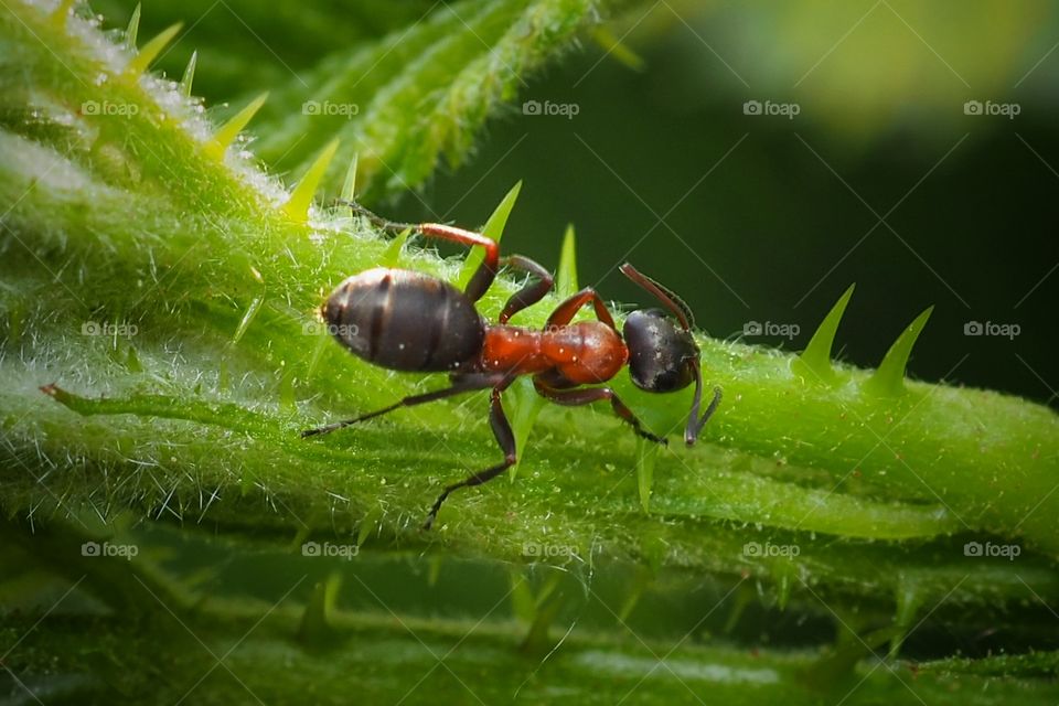 ant