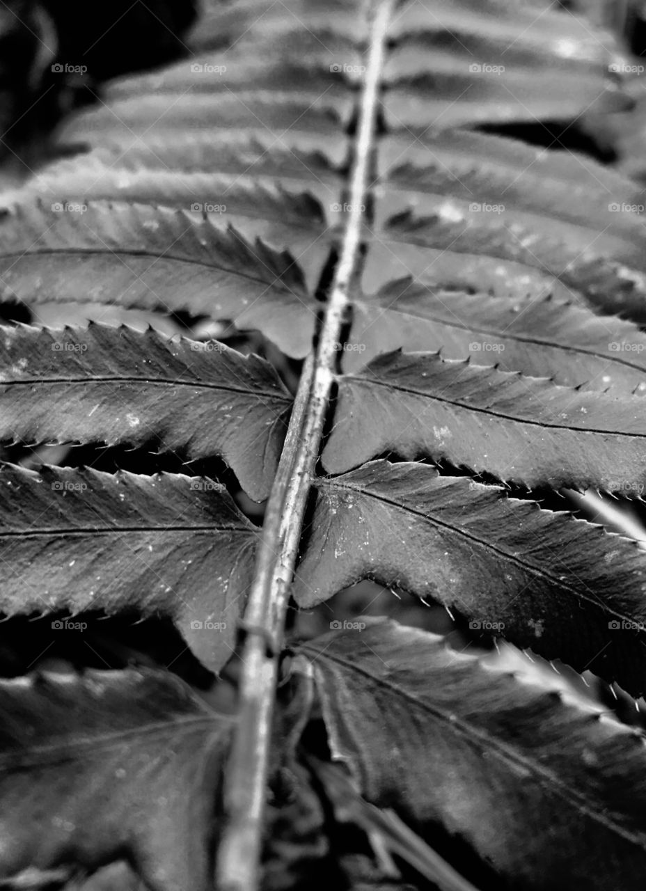 Black and white image of a fern in the forest 