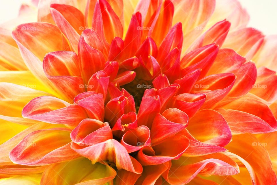 Blossoming flower close up background nature therapy summer mood positive vibes wonderful time hustling daydreaming naturalism macro microcosmos