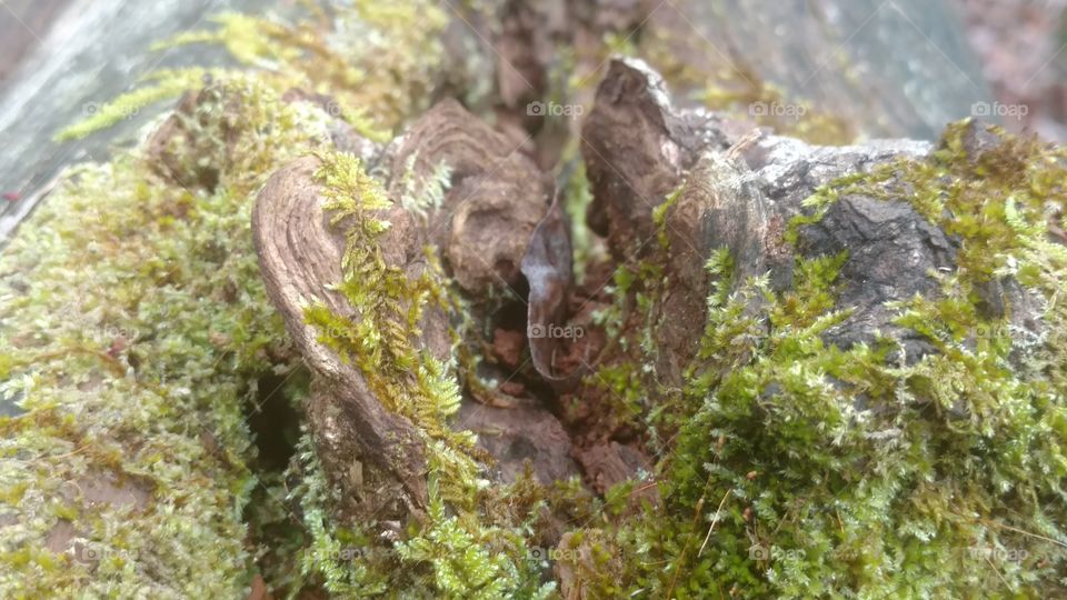 Nature, Moss, Water, Rock, Environment