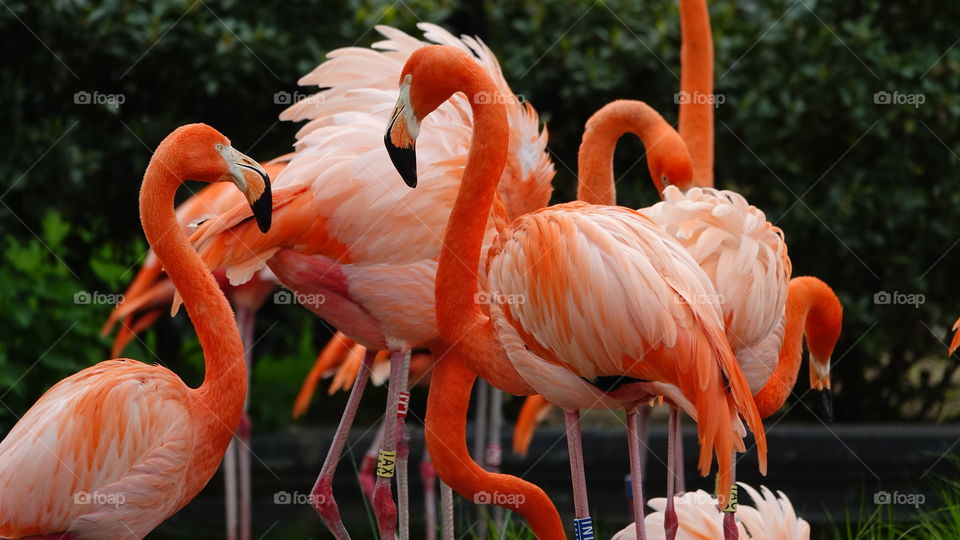 Red flamingos at the zoo in Antwerp, Belgium.