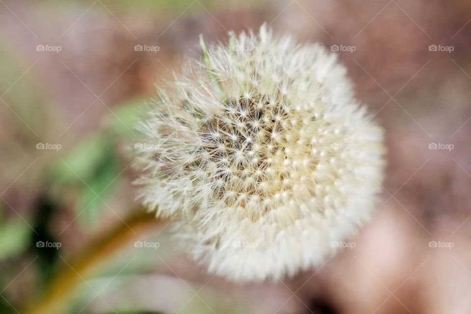 Dandelion