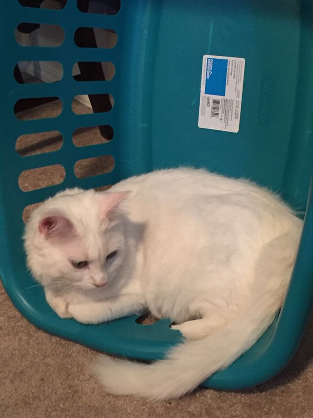 Merlin 