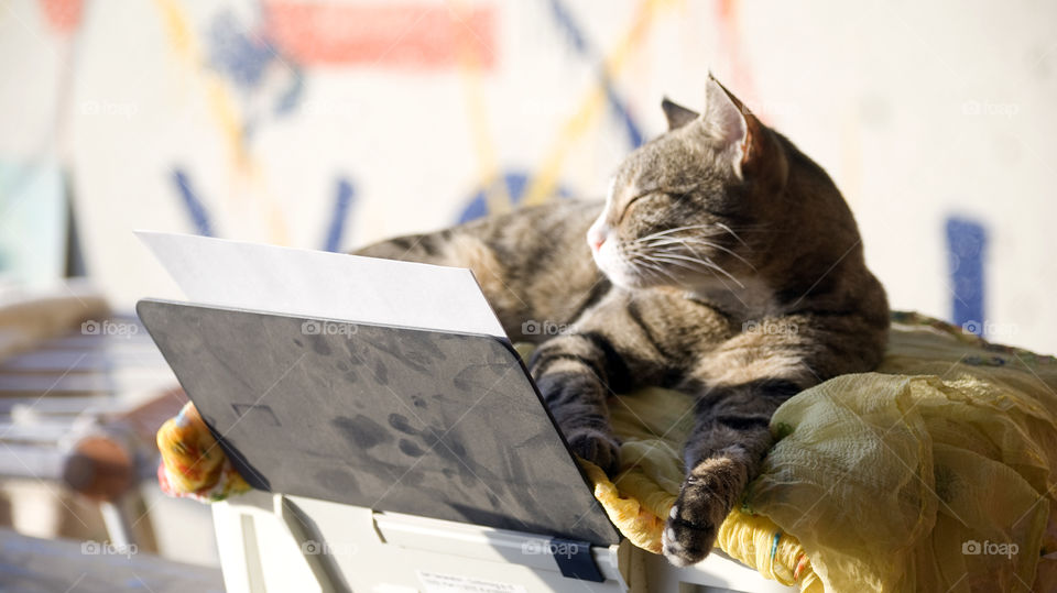 Missy Meow resting on a printer, enjoying the sun.