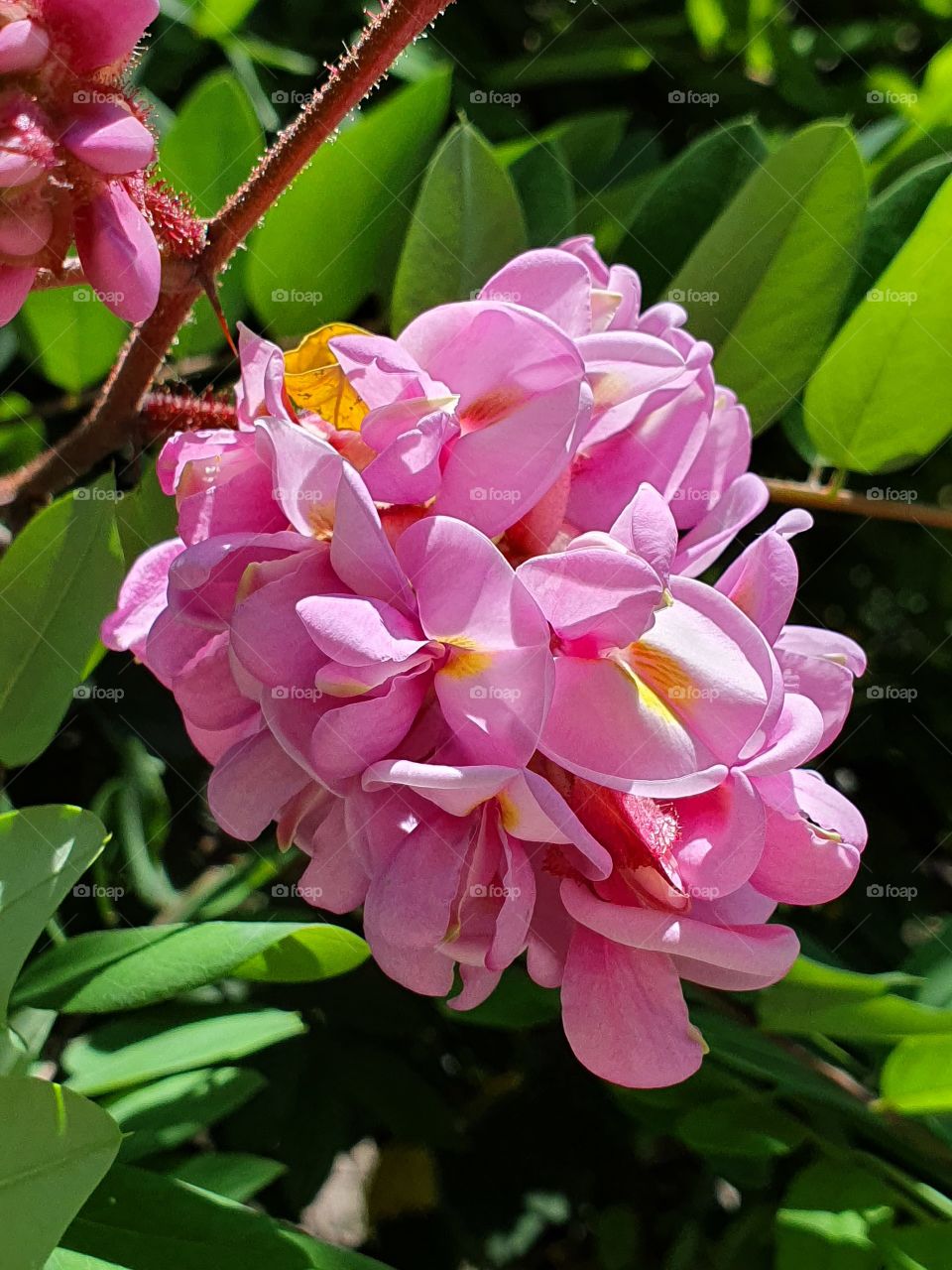 pink acacia flower branch closeup