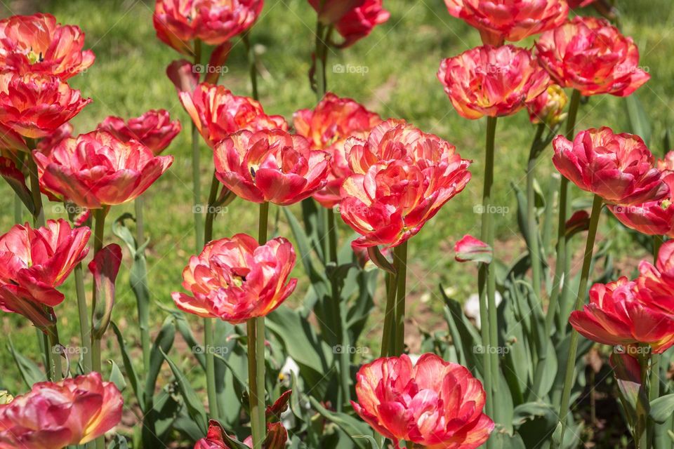 Beautiful red tulips in the garden 