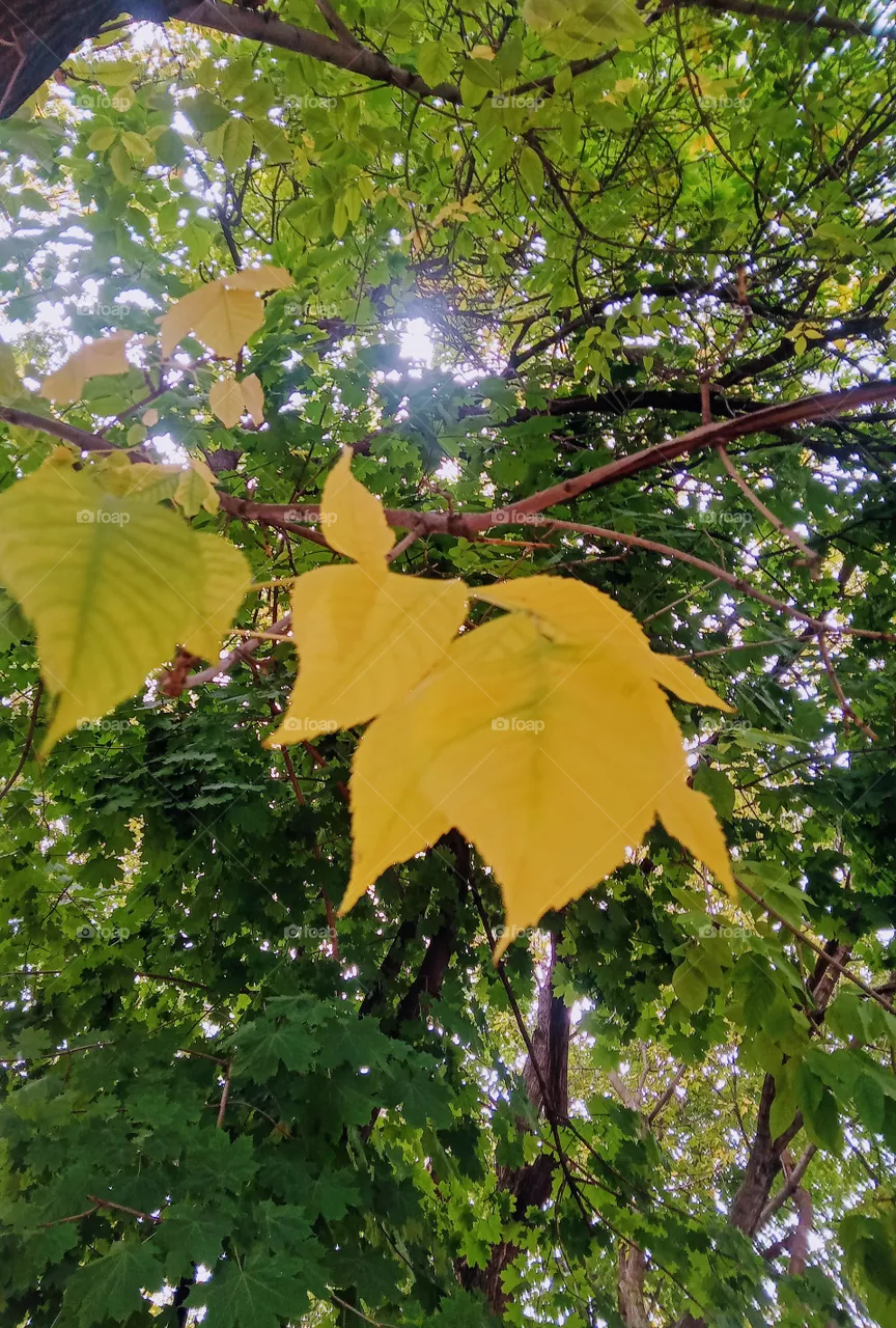 tree