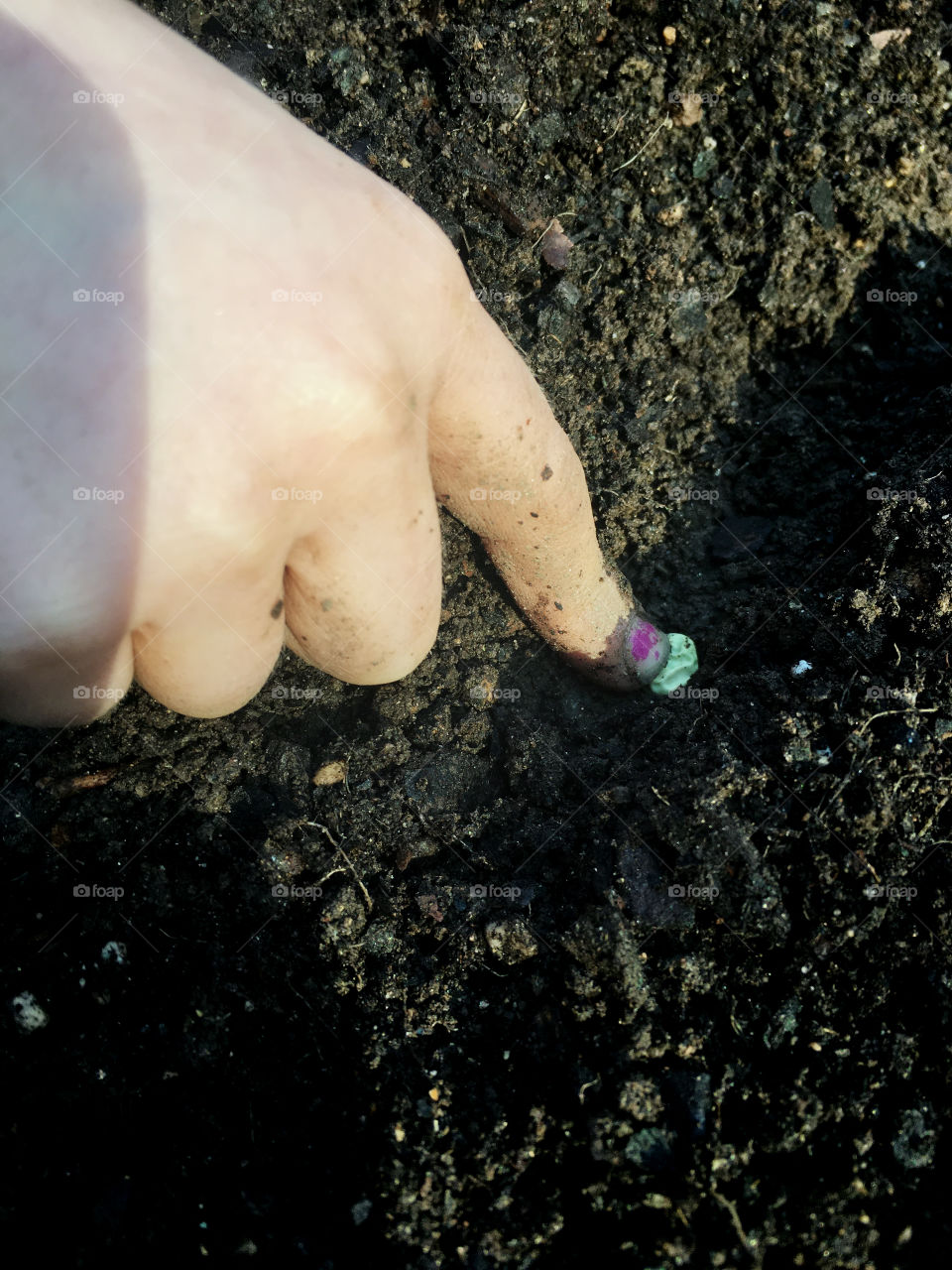 Little girl planting green peas in the fertile soil of a raised bed garden