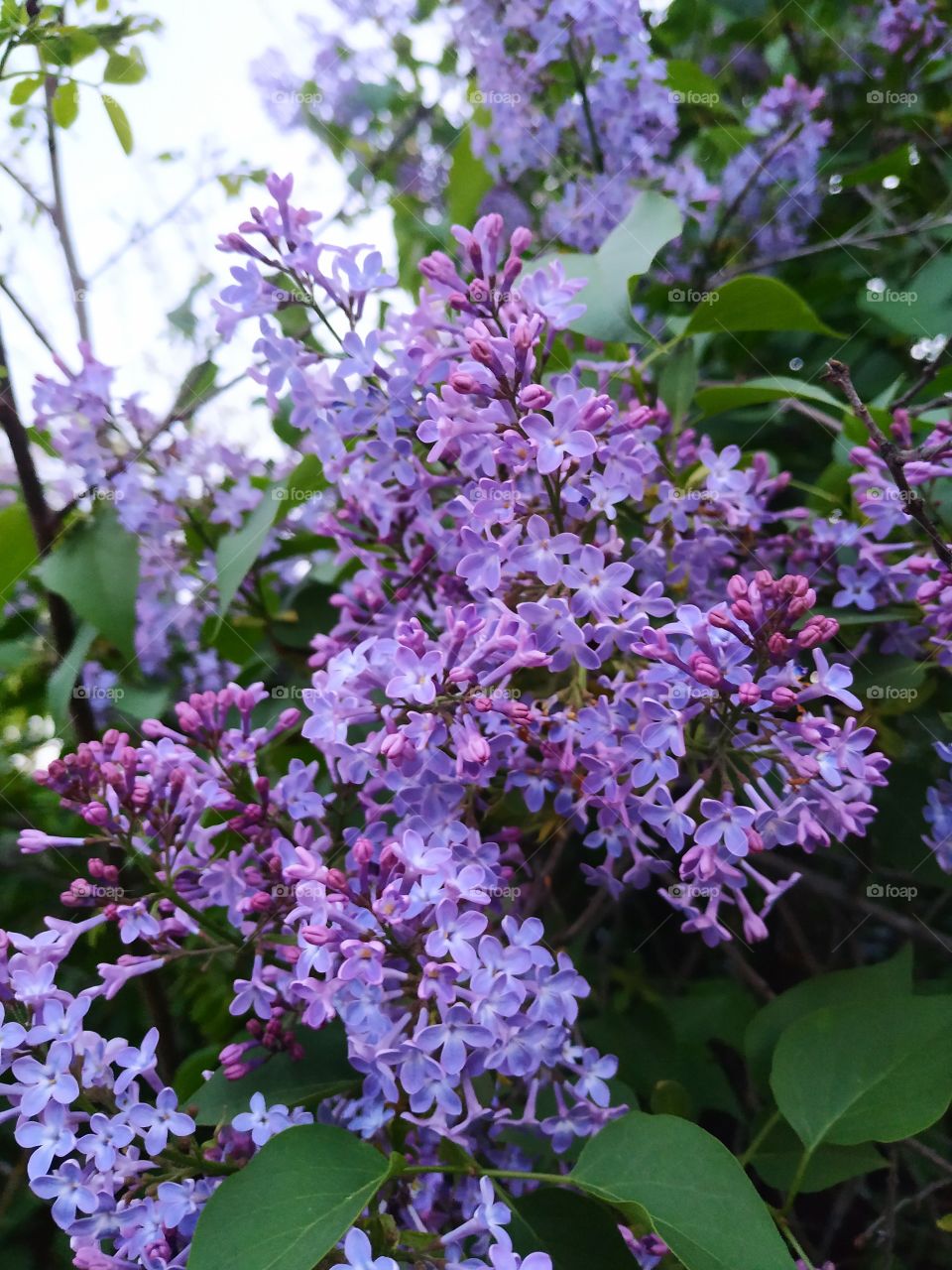 The fragrant purple lilac
