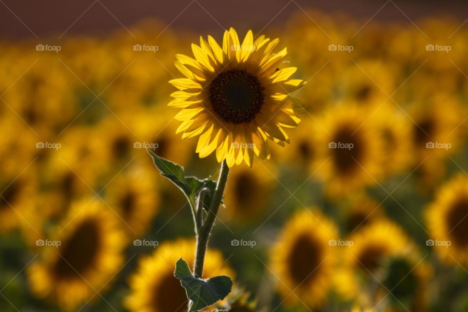 A sunflower field with one big sunflower in the front and the rest in the background as a bokeh.