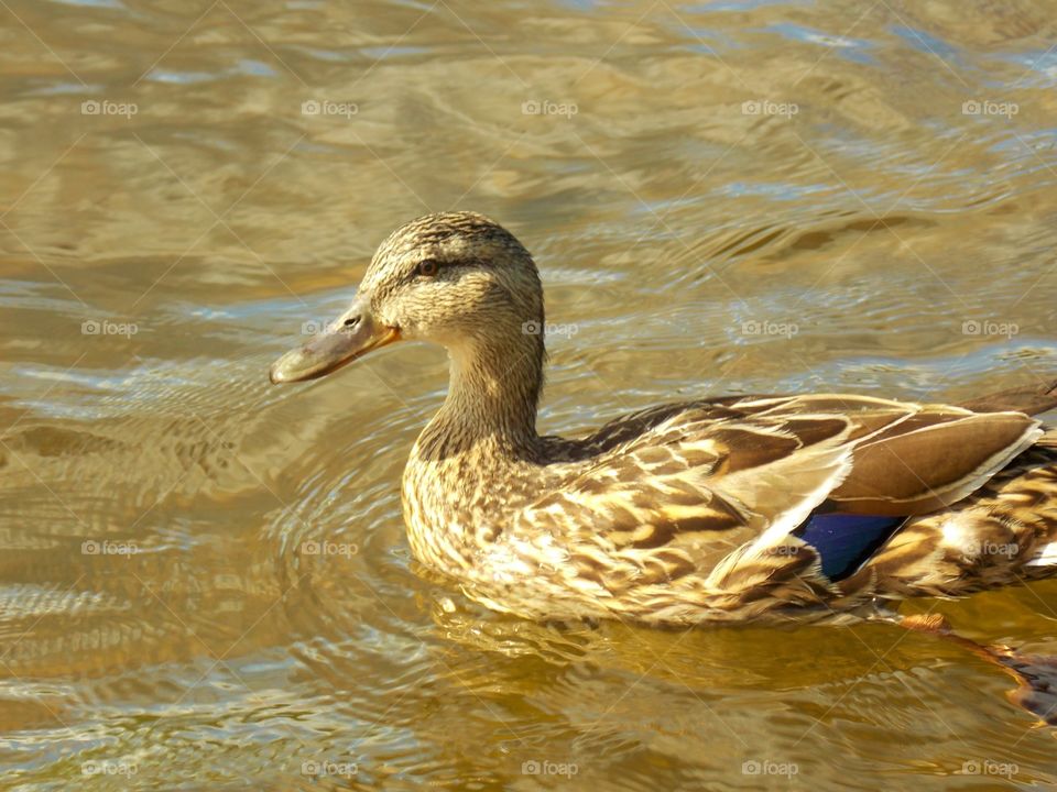 Duck, Bird, Wildlife, Waterfowl, Mallard