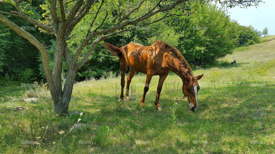 horse under the tree in the summer meadow