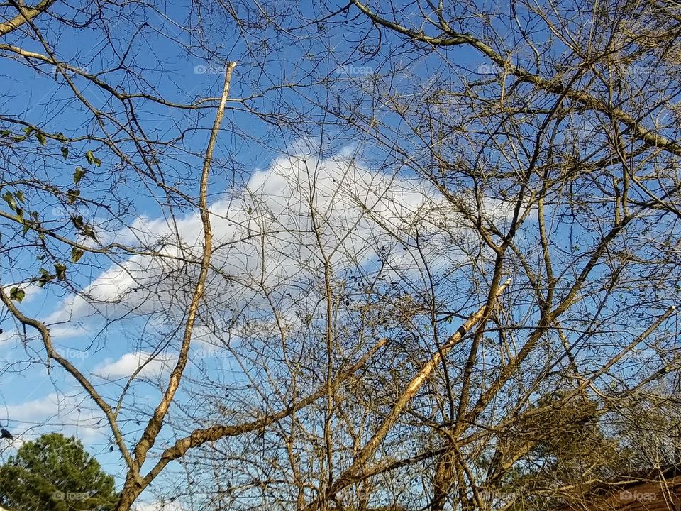 cloud behind trees