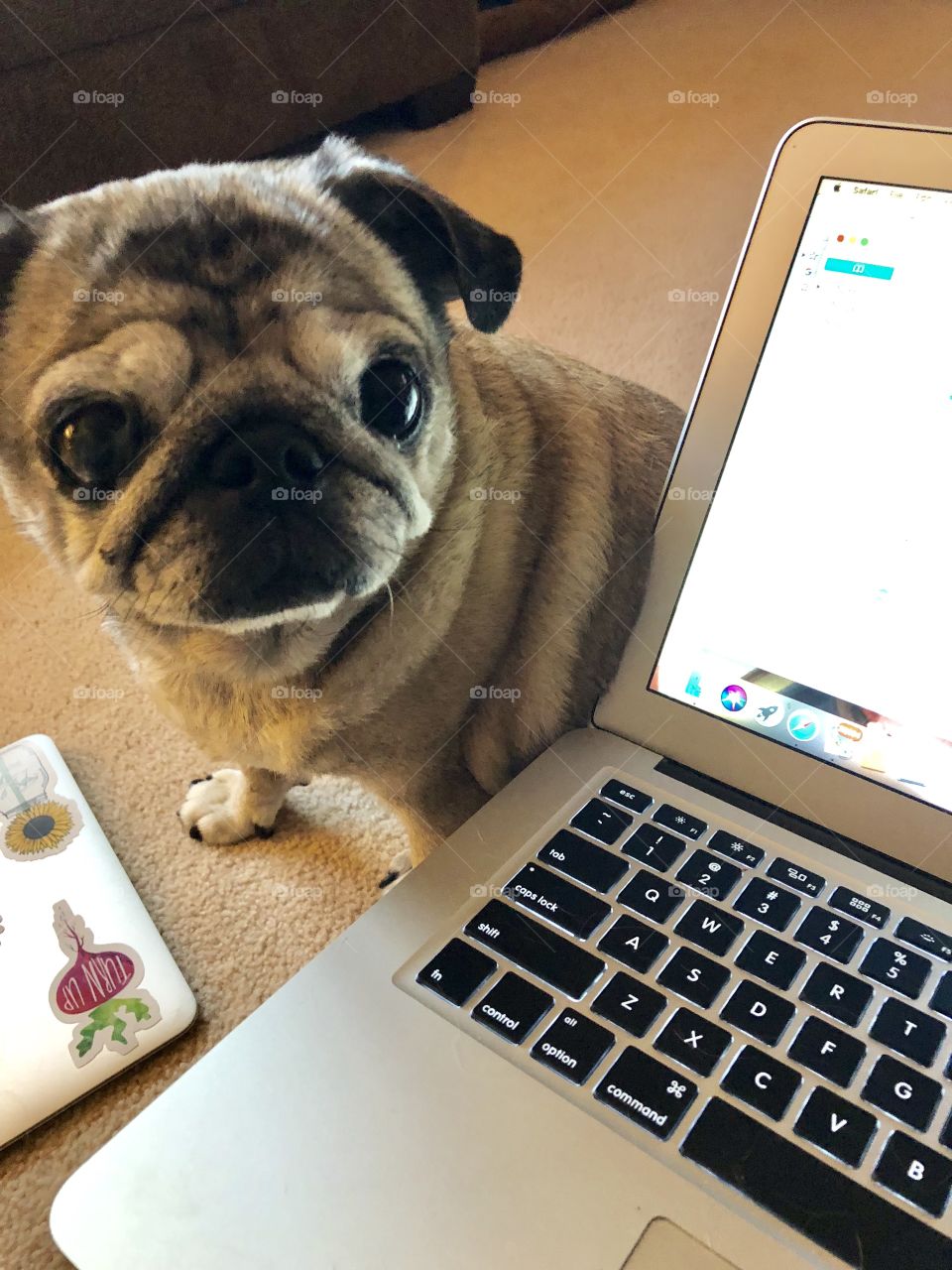 Pug work guilt laptop dog
