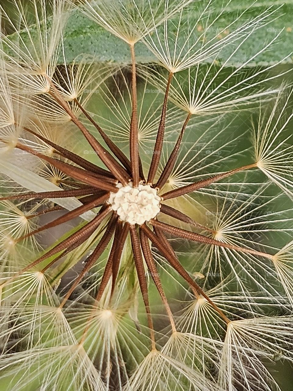 See the delicate details of the dandelion's intricate seeds in this close-up and delight in its natural beauty. The green, natural background enhances the symmetrical detail.