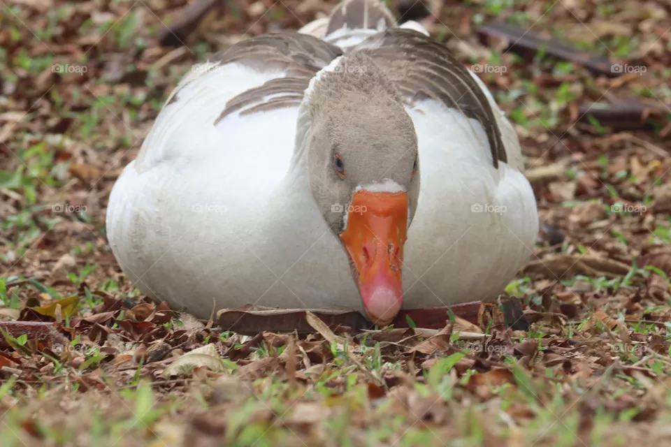 Scania Goose