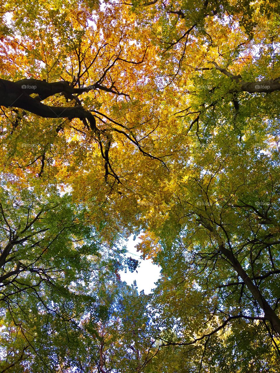 Low angle view of autumn tree