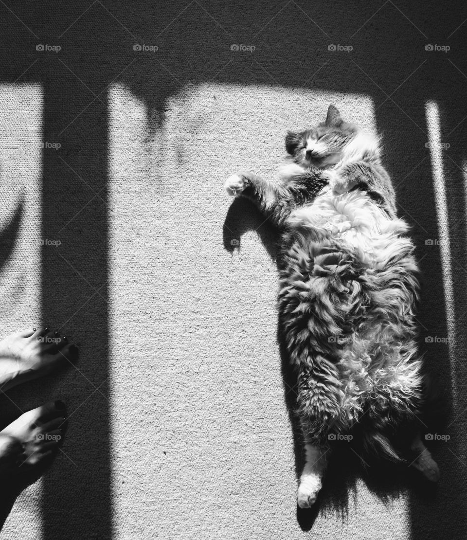 cat sleep home and female legs black and white background light and shadows