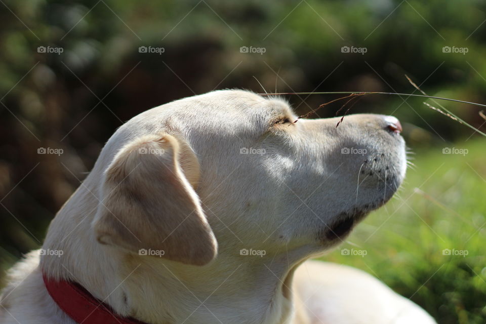 Close-up of dog