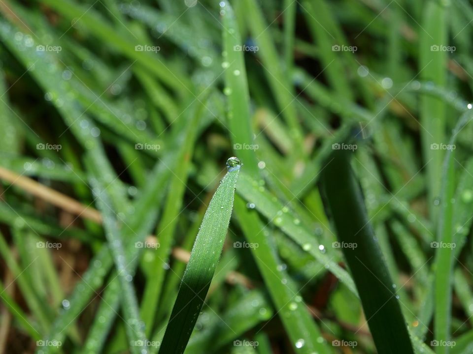 raindrop in the grass