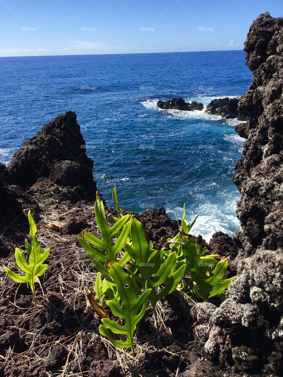 Primary succession on lava rock - ferns have a will to grow