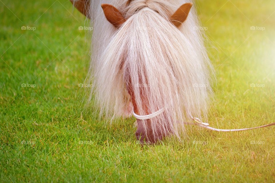 Pony eating