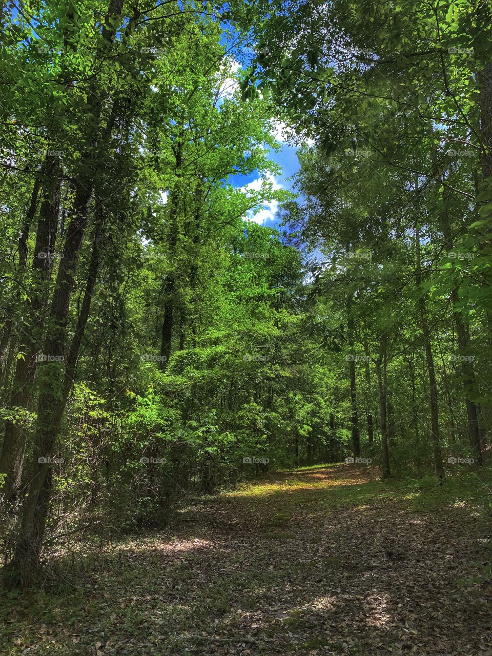 Spring Forest Trail