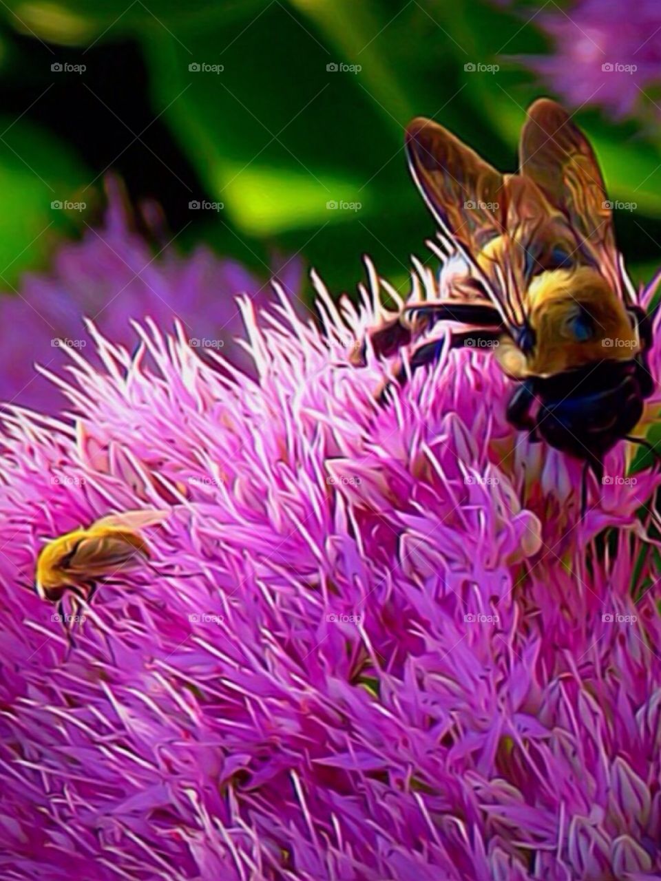 Close-up of bee pollinating on purple flower