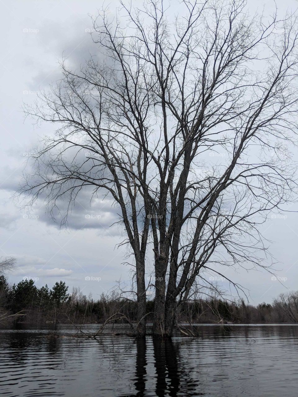 tree submerged from a flood