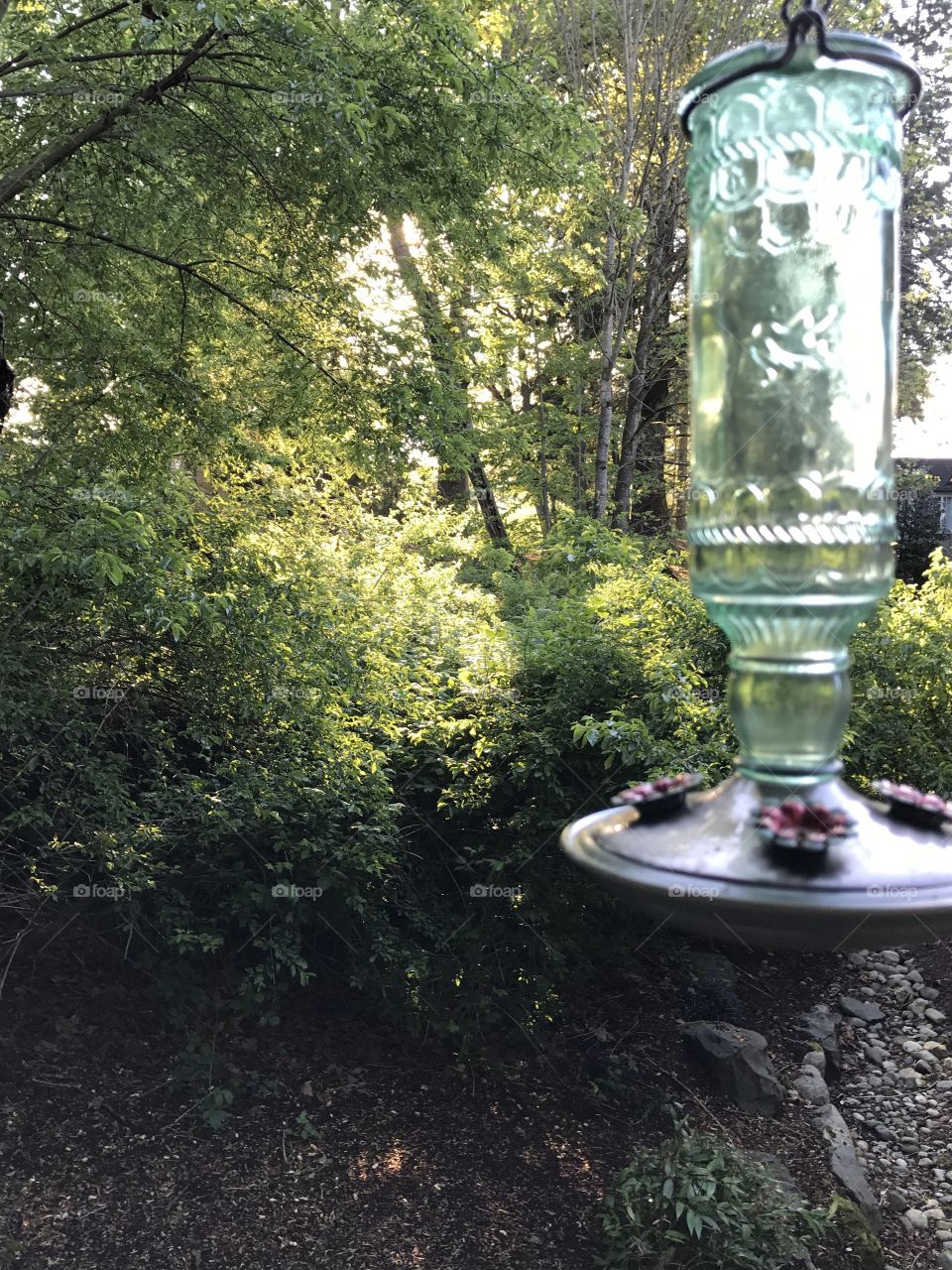 Woods off of my porch with the hummingbird feeder.