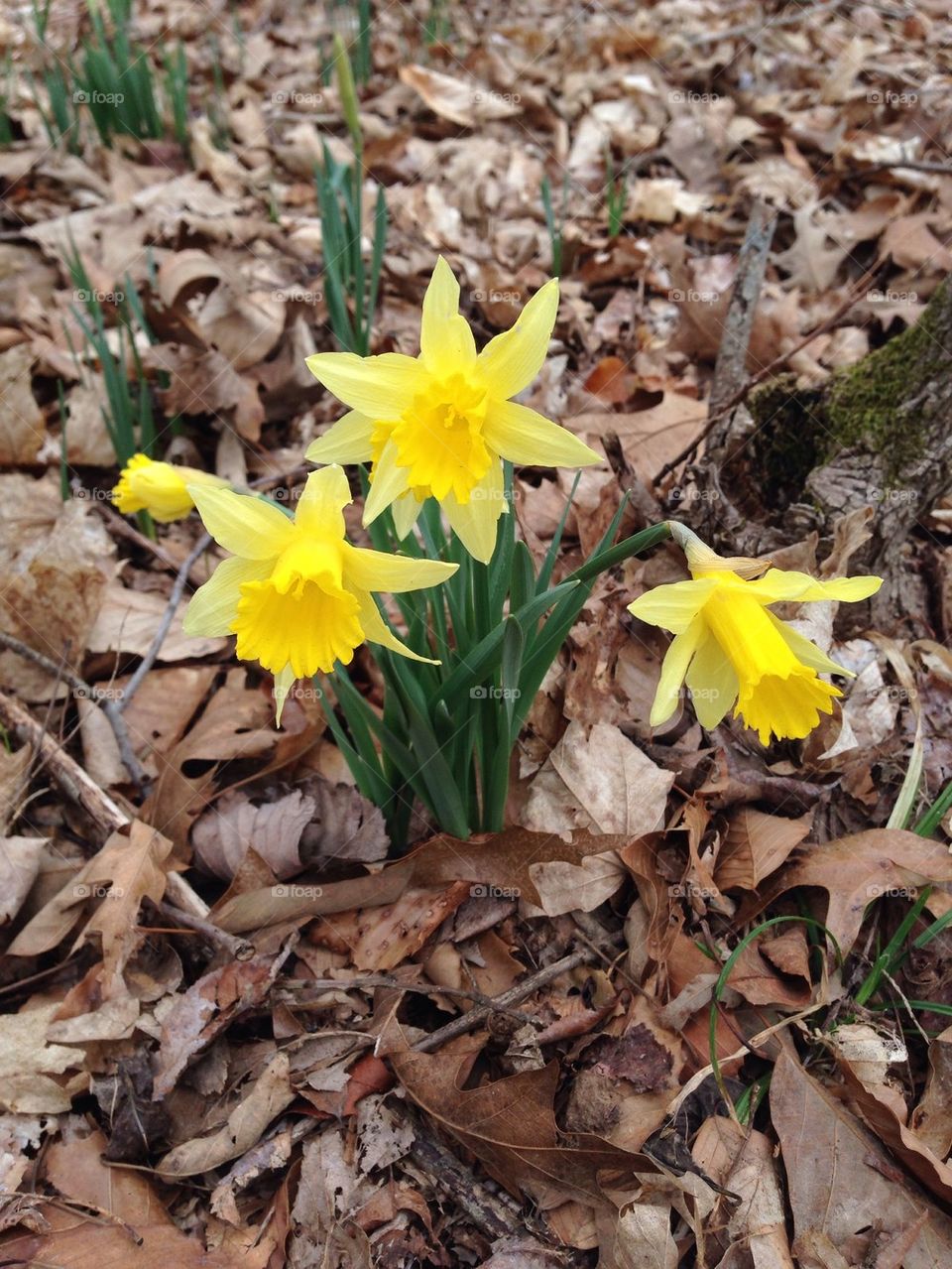 Daffodils