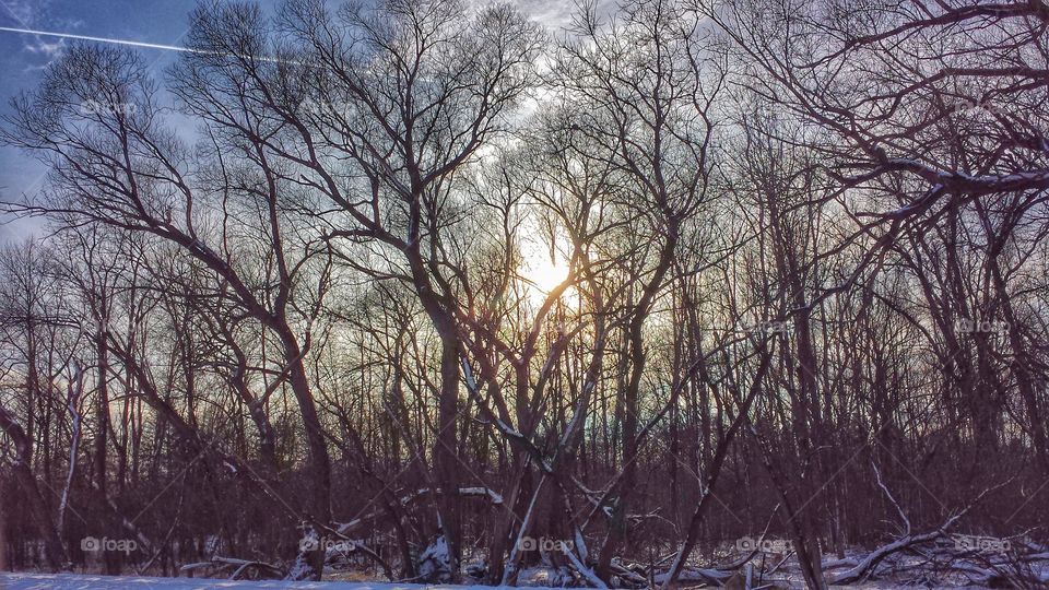 Sunlight passing through tree