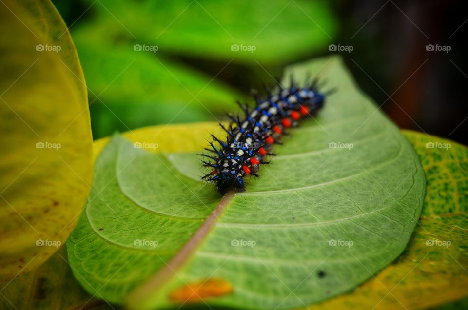 colurful leaf caterpillar