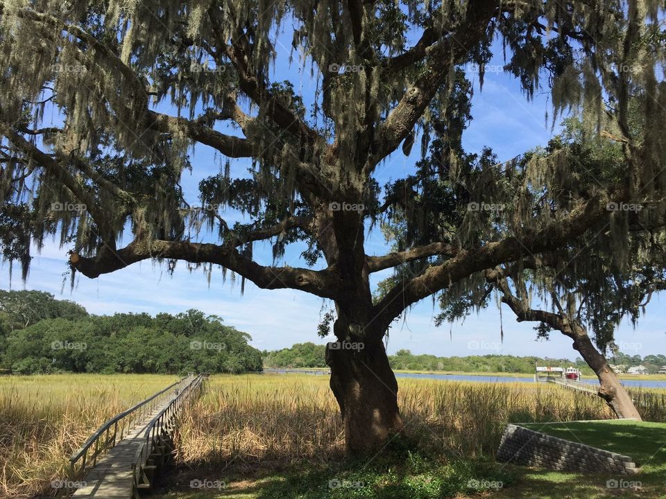 Oak tree on Marsh in Charleston 