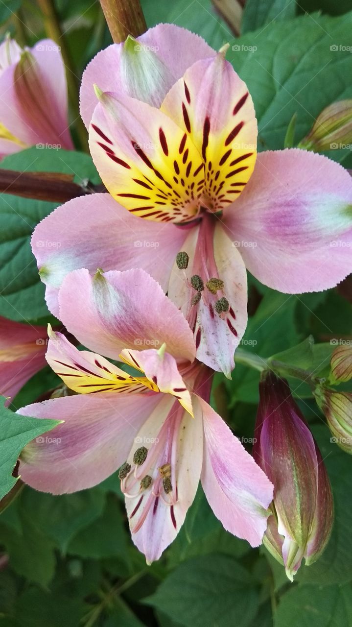 цветы, природа