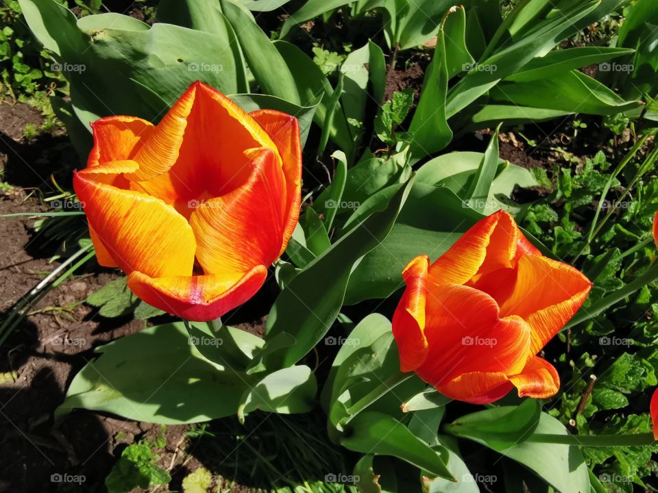 Two tulips in the sunny garden