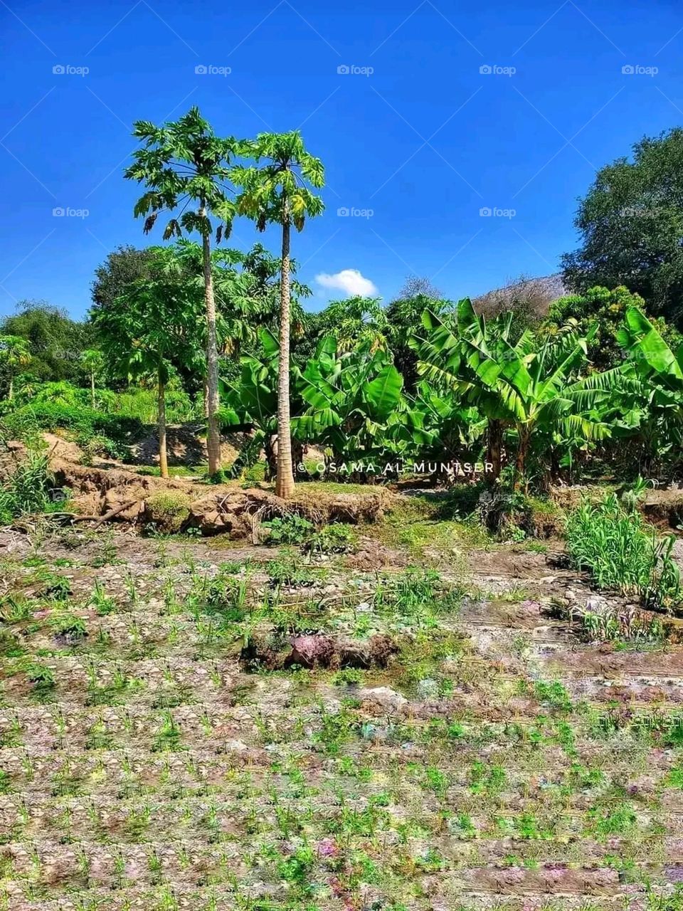Glory be to God, the magnificent and picturesque view and the natural green trees are a view that is nothing more wonderful than it