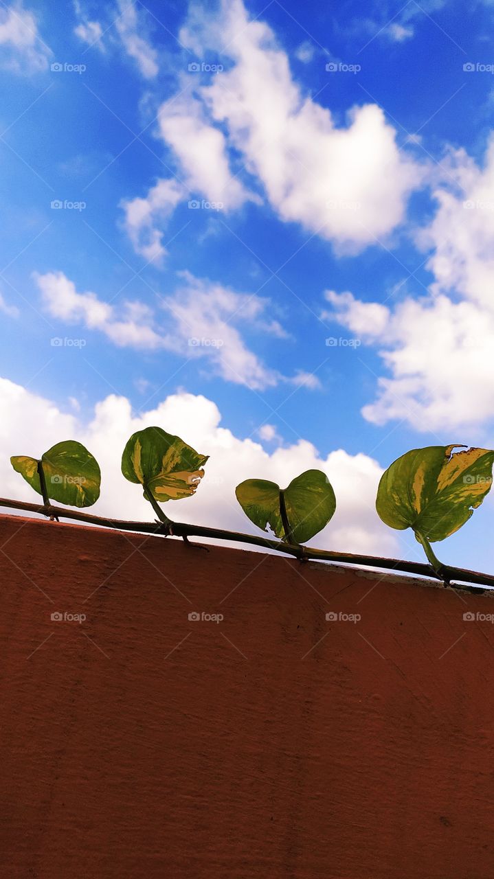 Moneyplant leaves lined up to gaze at the play of the clouds in the blue sky