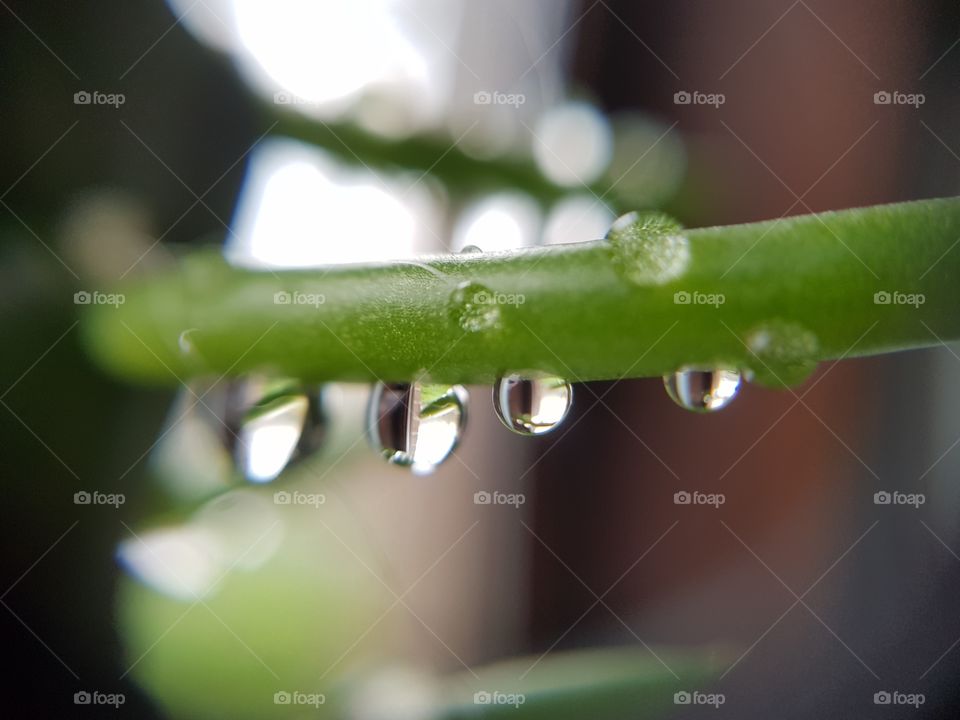 water drops row rain plant 
xerophyte