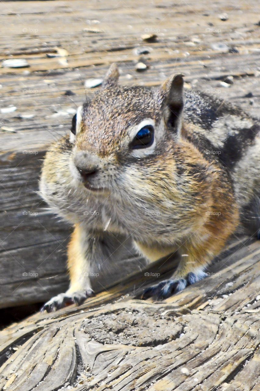 no thanks I'm full. Chipmunk begged at St Elmo, a Colorado ghost town