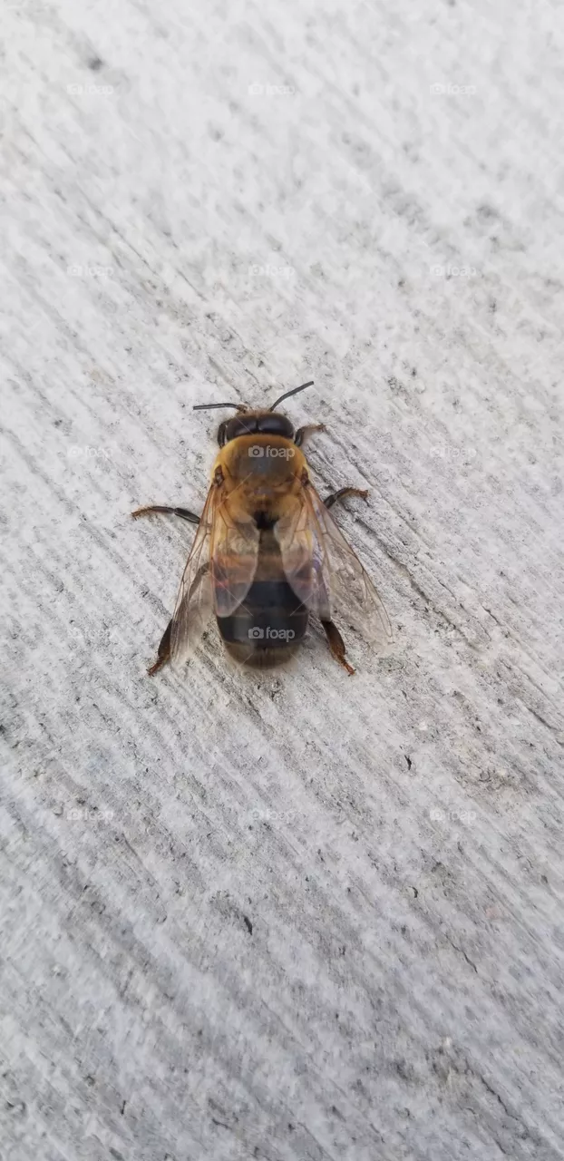 bee