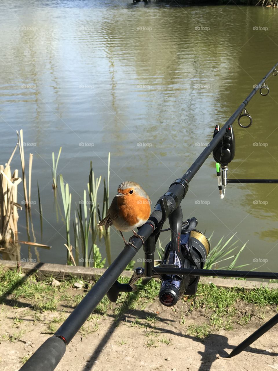 Robin sitting on Fishing rods