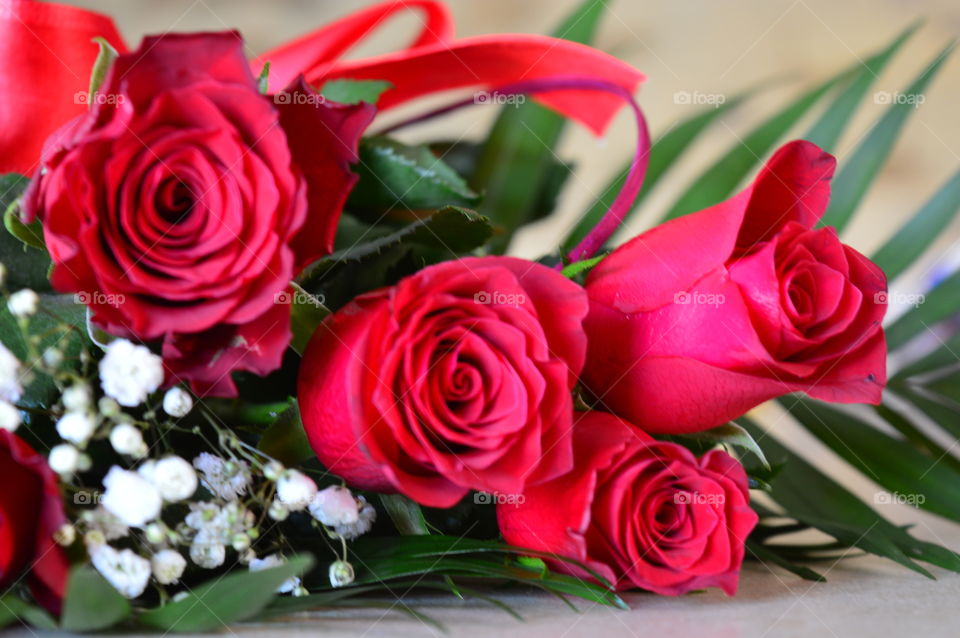 Red roses on Valentine's Day