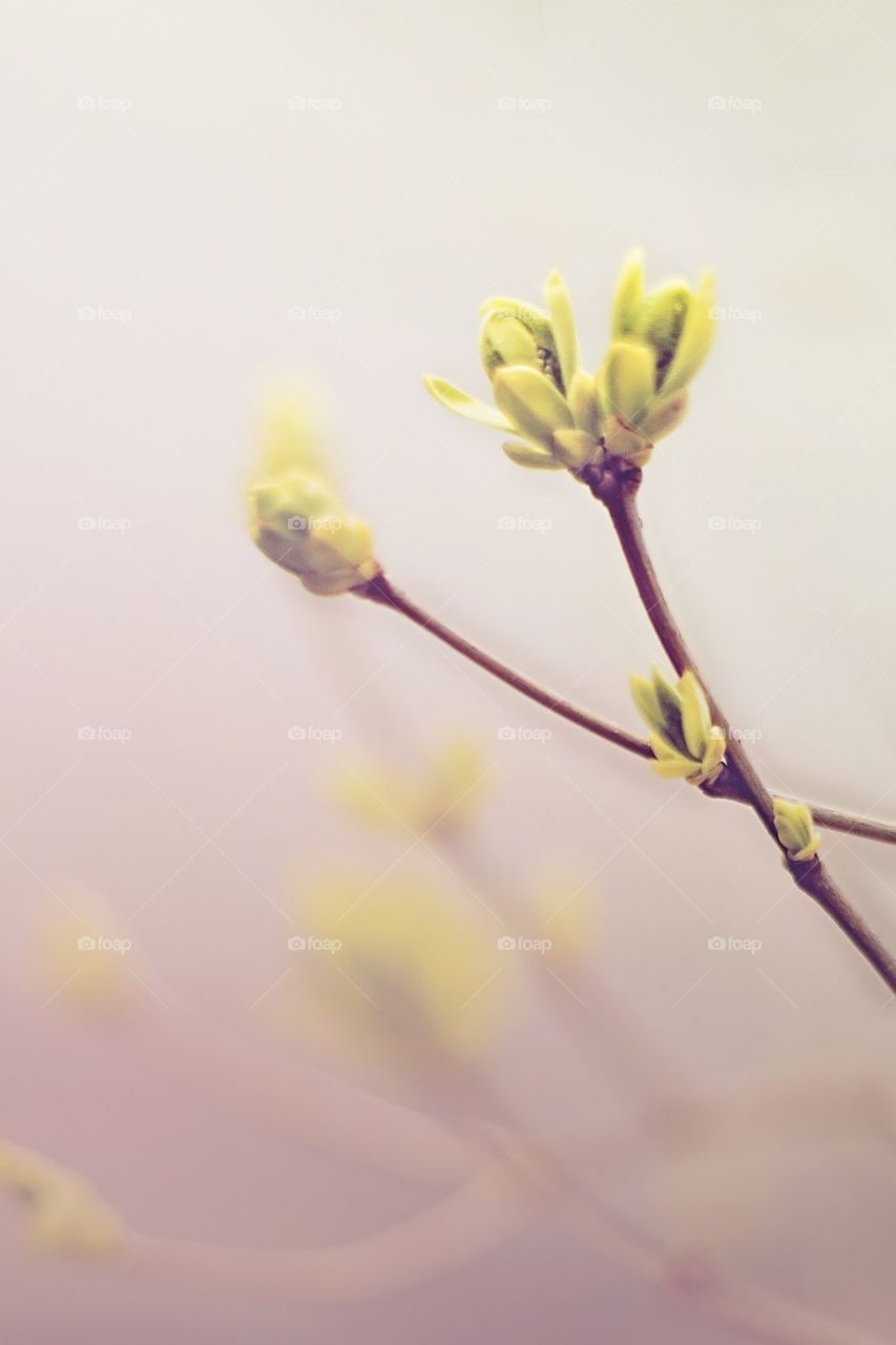 Spring blossom. Tre in blossom, spring