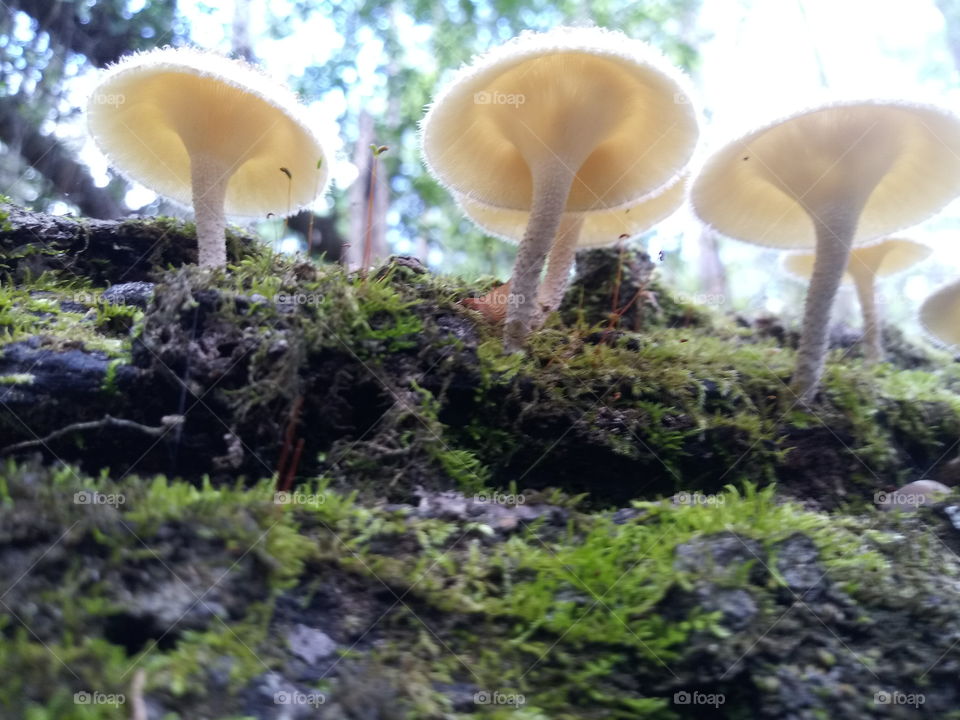 The underside of a cluster of cream colired mushrooms