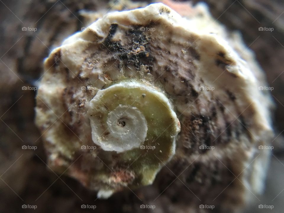 Seashell fossil 