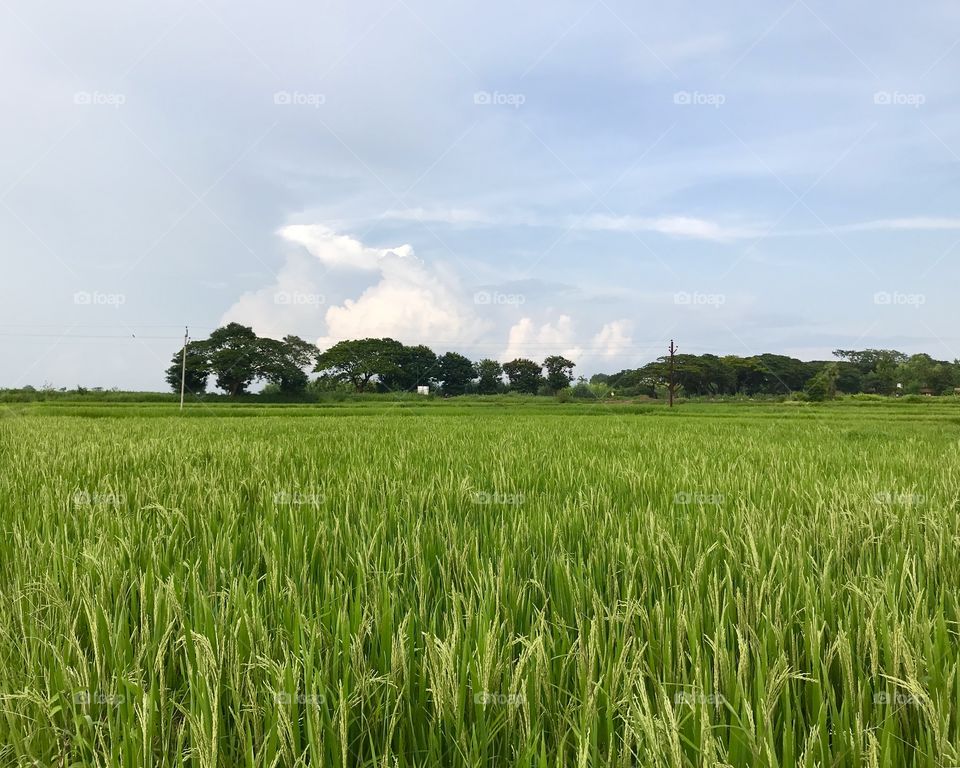 Paddy Fields
