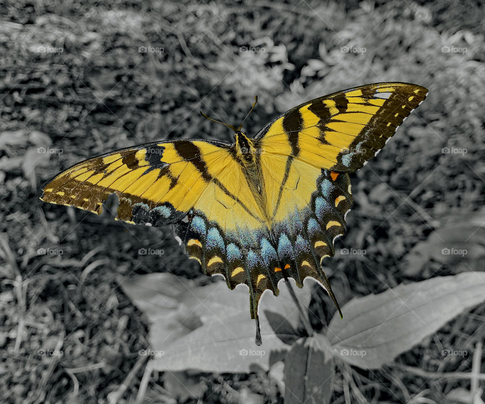 Maryland butterfly